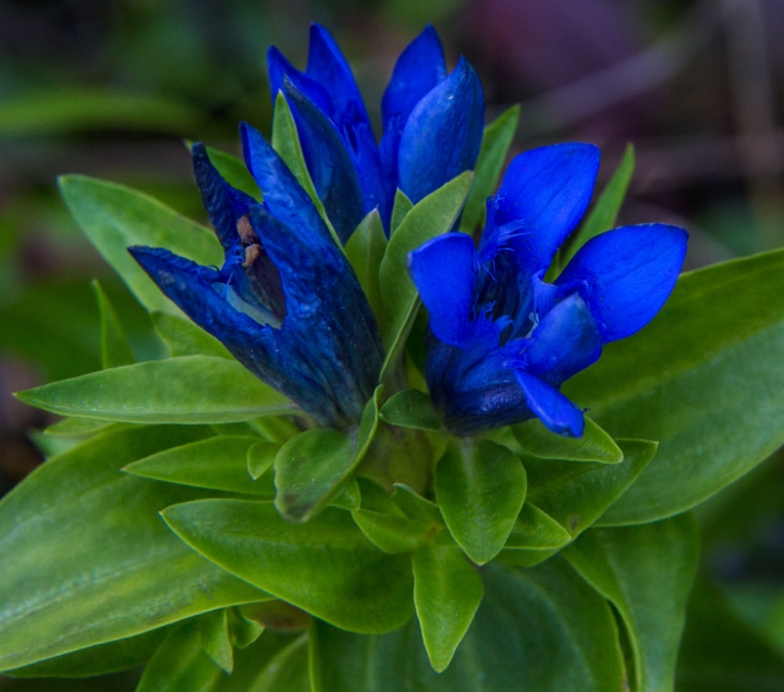 Gentian 12-4260.jpg